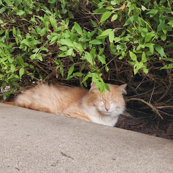 Meet your Posher, Chey - Picture 1 of 1